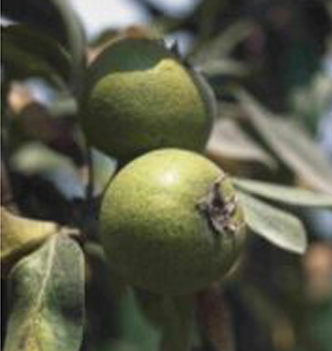 gyapjas korte